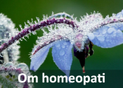 Borago blomma - homeopati